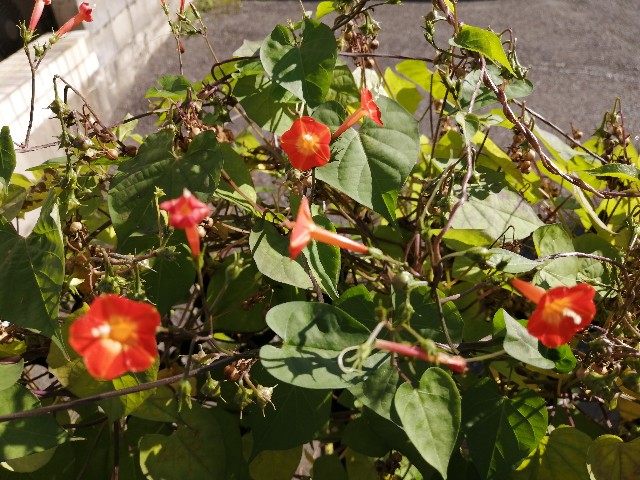 f:id:hioritan:20221006215838j:image