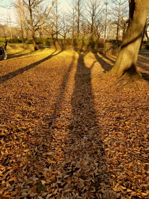 f:id:hipopocroco:20171207004951j:plain