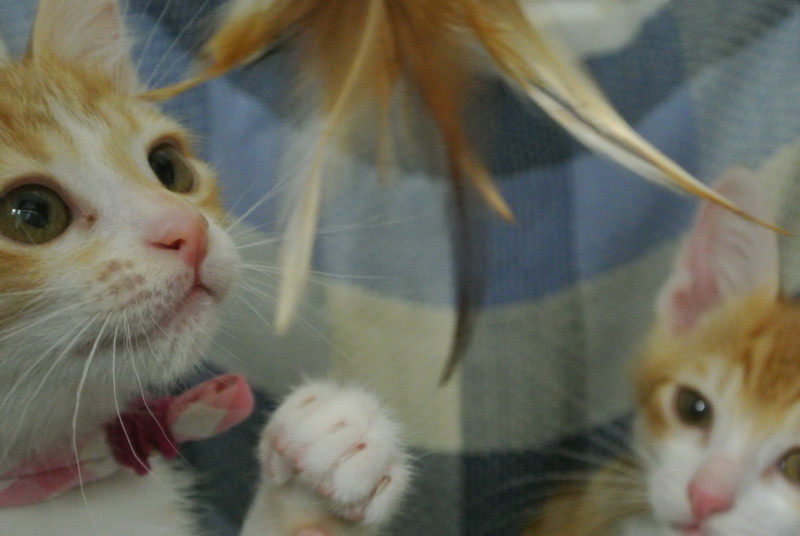 f:id:hipotama:20120601232910j:image:w360