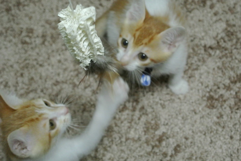 f:id:hipotama:20120602090258j:image:w360