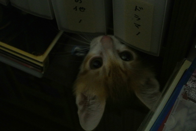f:id:hipotama:20120602091604j:image:w360