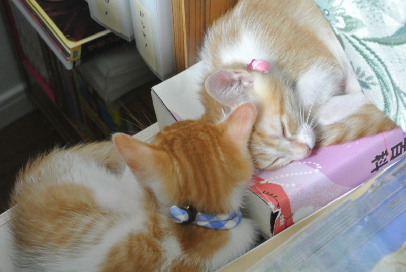 f:id:hipotama:20120602101731j:image:w360