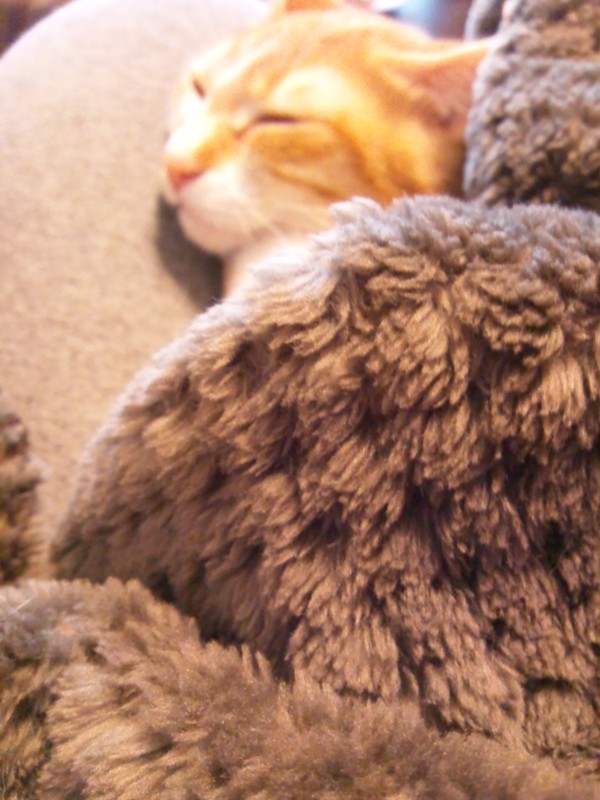f:id:hipotama:20121122224933j:image:w360