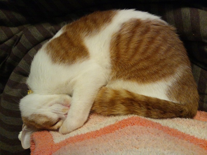 f:id:hipotama:20121202171448j:image:w360