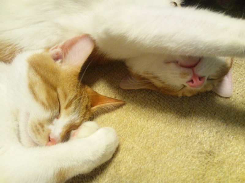 f:id:hipotama:20121217211705j:image:w360