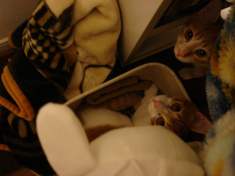 f:id:hipotama:20130601223003j:image:w360