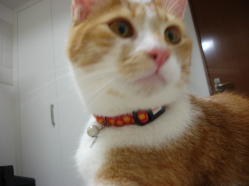 f:id:hipotama:20130601232148j:image:w360
