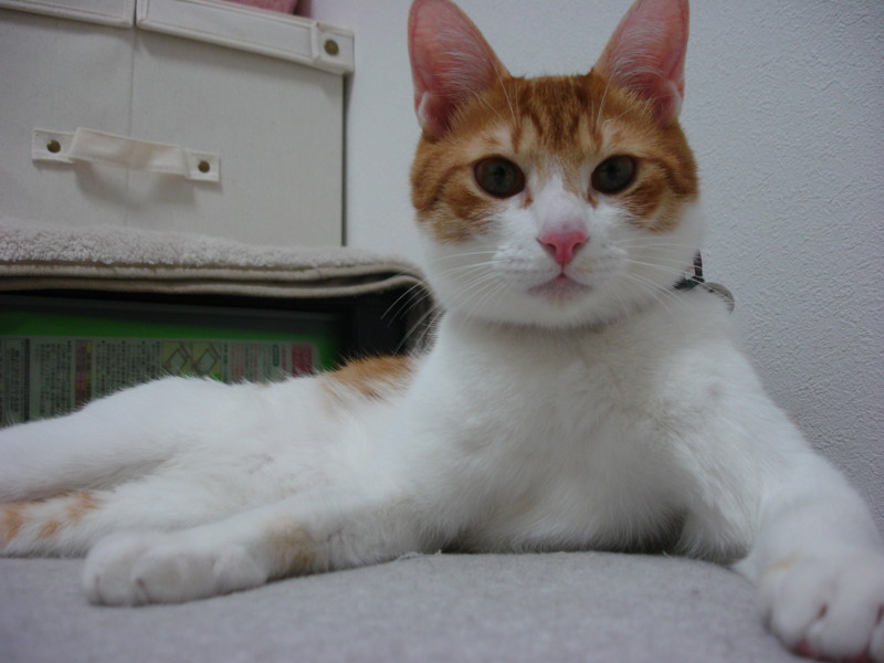f:id:hipotama:20130601232211j:image:w360