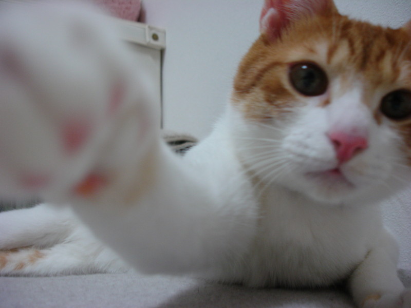 f:id:hipotama:20130601232213j:image:w360