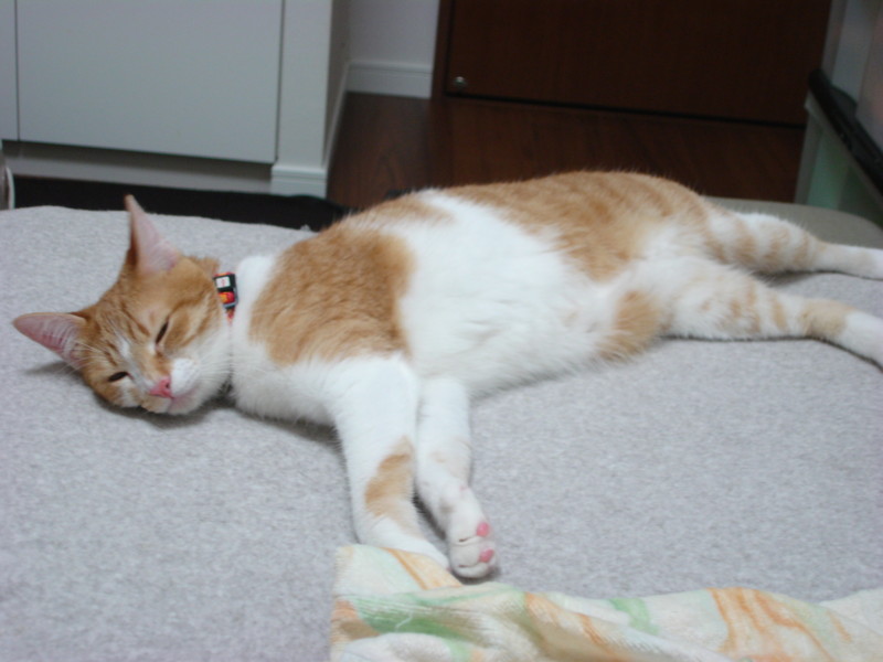 f:id:hipotama:20130601232626j:image:w360