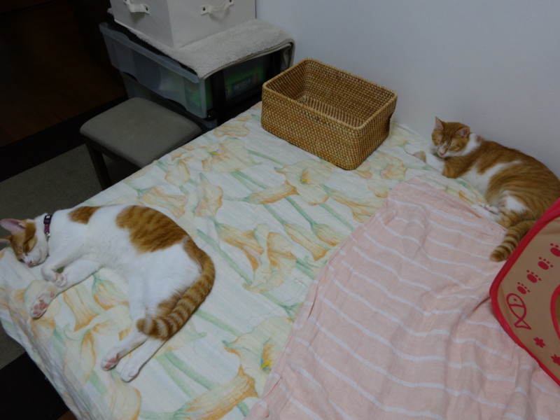 f:id:hipotama:20130715165220j:image:w360