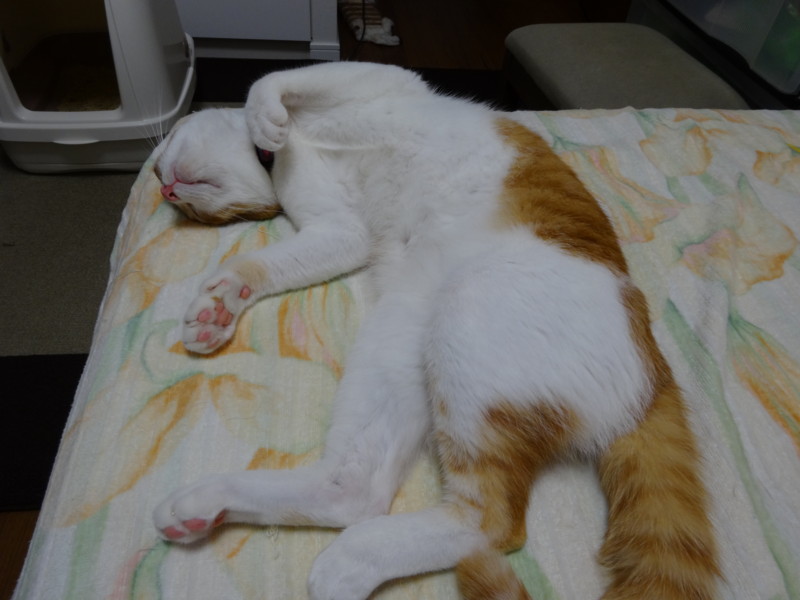 f:id:hipotama:20130715165349j:image:w360
