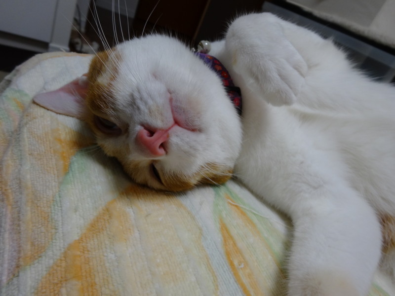 f:id:hipotama:20130715165357j:image:w360