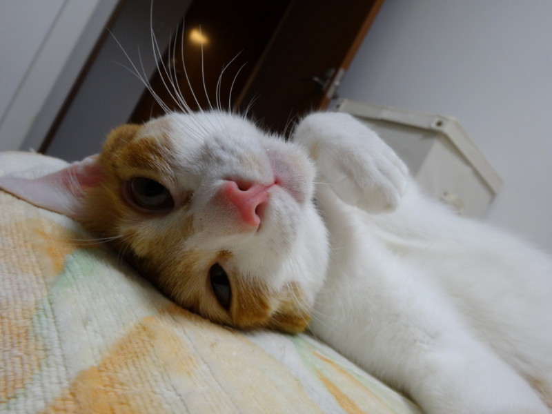 f:id:hipotama:20130715165400j:image:w360