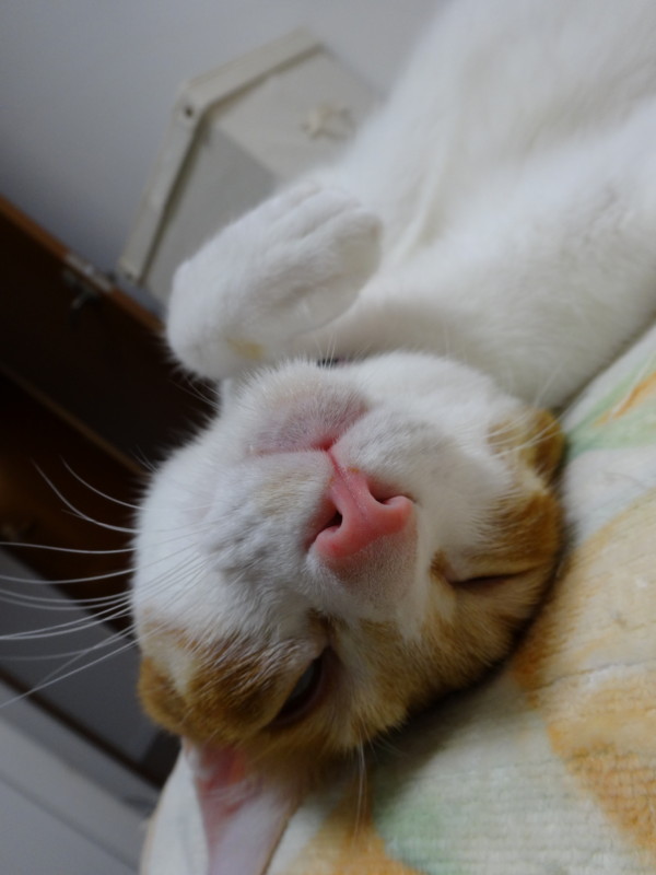 f:id:hipotama:20130715165408j:image:w360