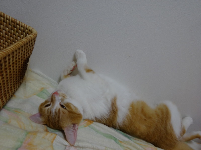 f:id:hipotama:20130715165433j:image:w360