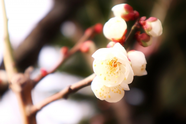 梅の花
