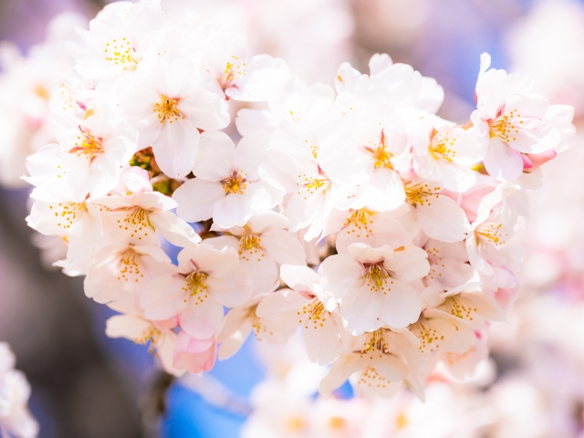 桜咲く