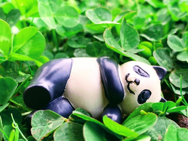 眠るパンダ