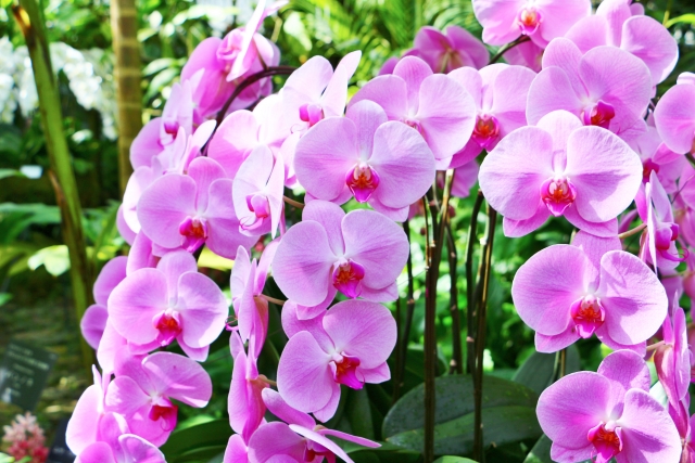 f:id:hirahiraran:20200801150505j:plain f:id:hirahiraran:20200801150505j:plain
