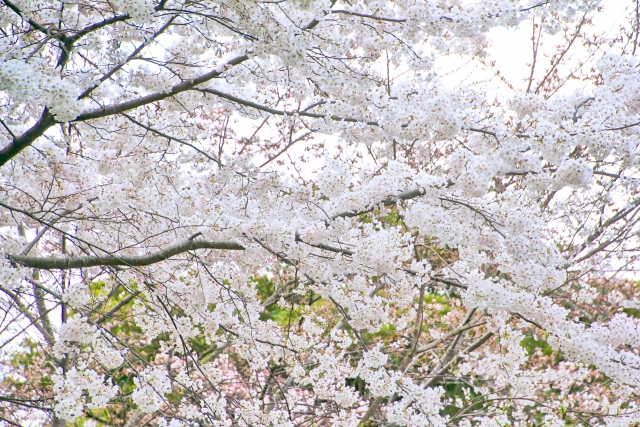 f:id:hirahiraran:20220403120142j:plain