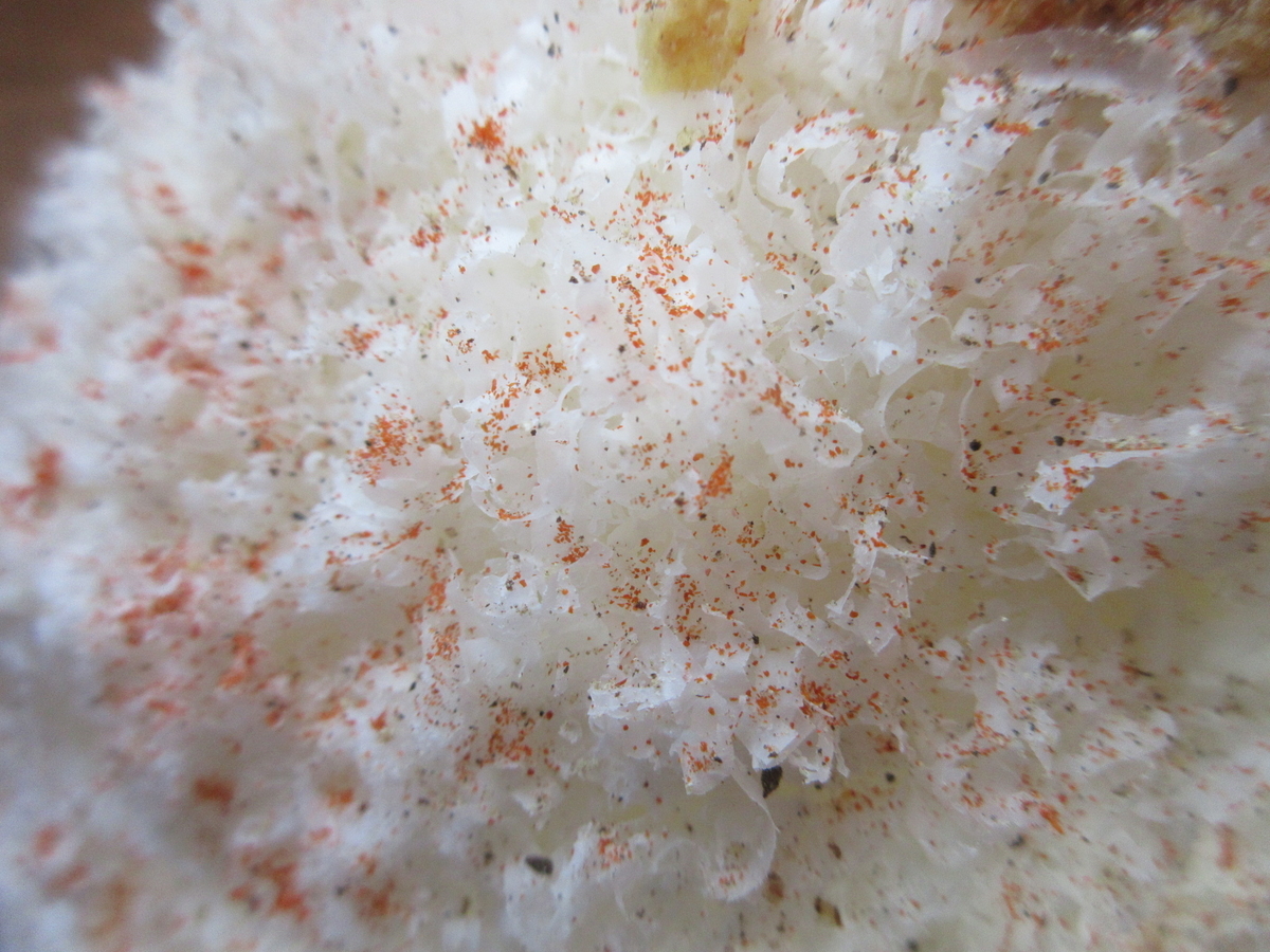 f:id:hirailand:20220307005637j:plain