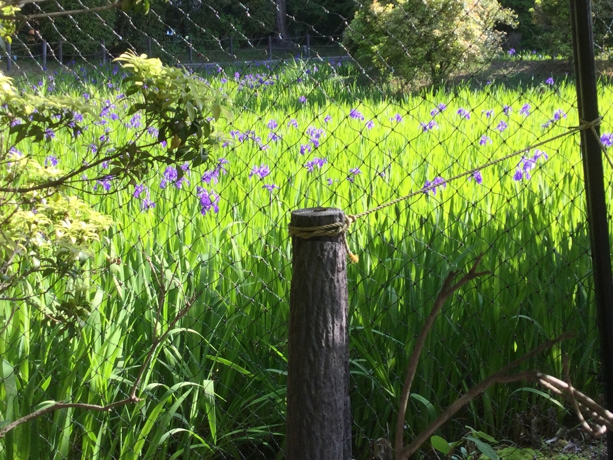 f:id:hirakawa12:20210502211940j:plain