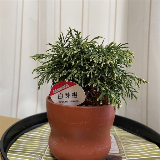 椹（サワラ）盆栽 SS007 Yahoo!オークション - サワラ 椹 美姿 無傷 古木