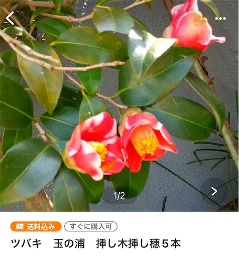 f:id:hirakesesamine:20220402225835j:plain