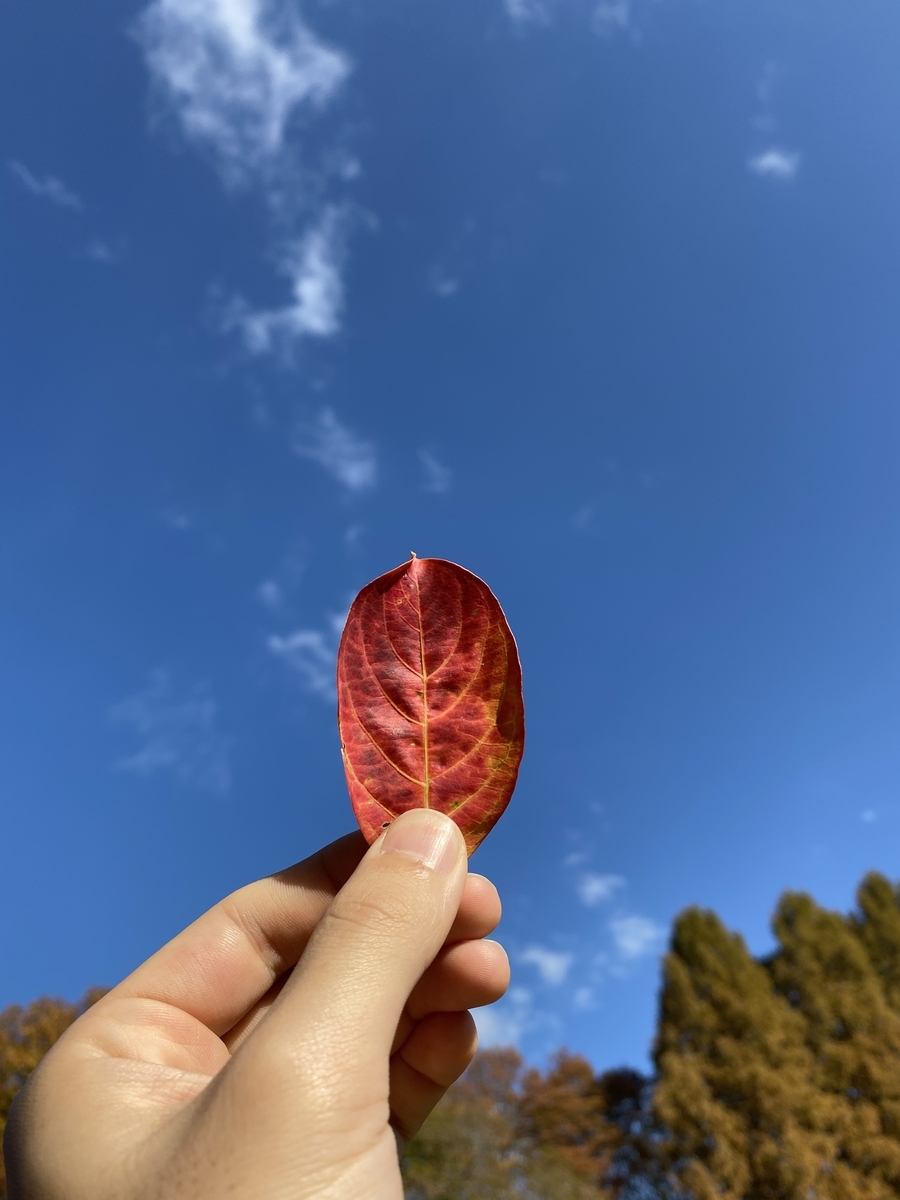 f:id:hiramasa-diary:20210110102422j:plain