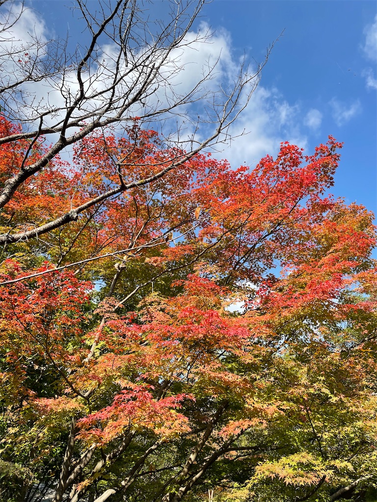 f:id:hirame-v-v:20211105132222j:image