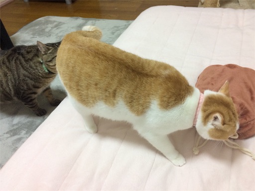 f:id:hirame3594:20201126163916j:image f:id:hirame3594:20201126163916j:image