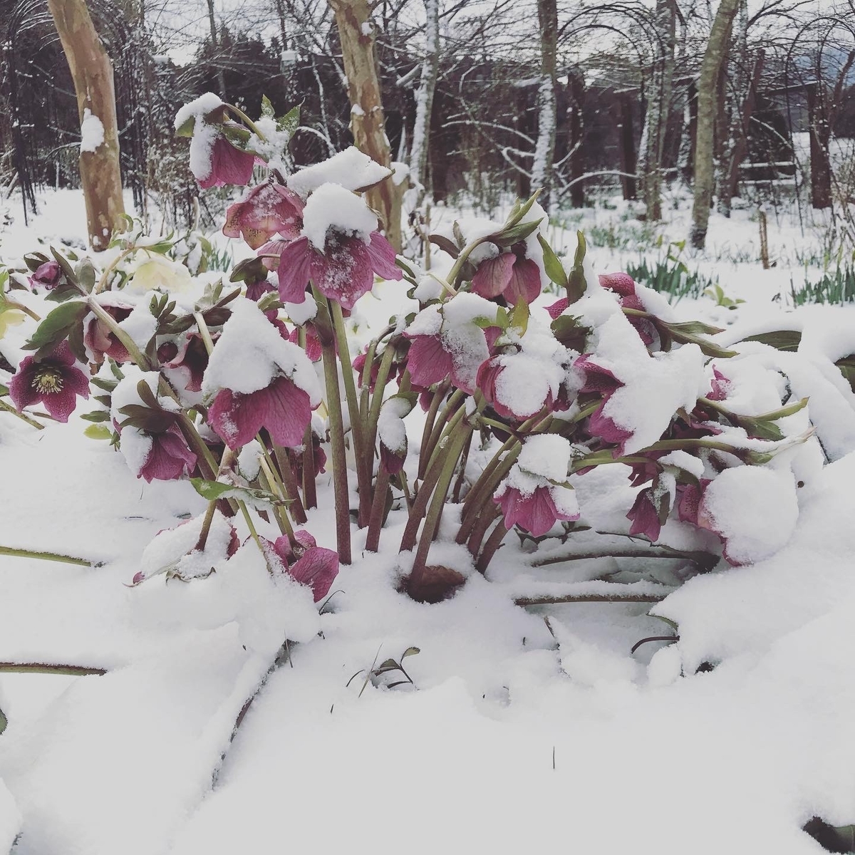 f:id:hirameki_tokimeki:20200316141931j:plain f:id:hirameki_tokimeki:20200316141931j:plain