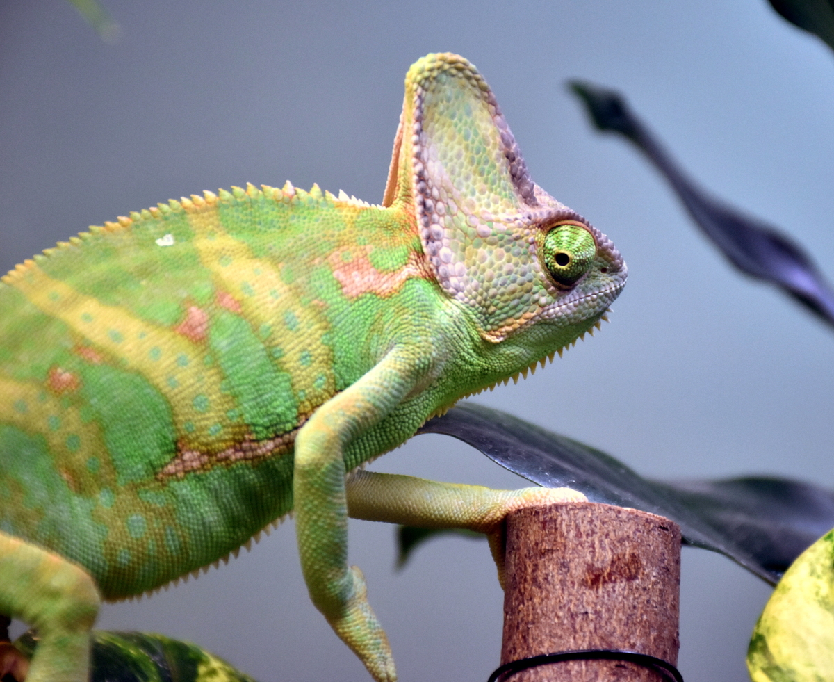 エボシカメレオンとは 動植物の人気 最新記事を集めました はてな