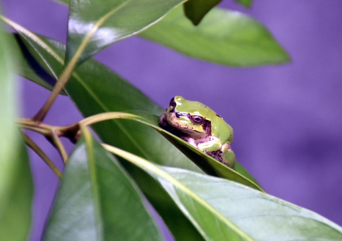 ニホンアマガエルとは 動植物の人気 最新記事を集めました はてな