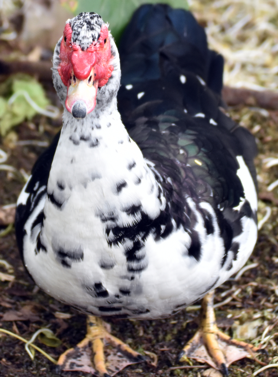 まあ 言うたら 鴨ですわ カメラ目線でお願いします