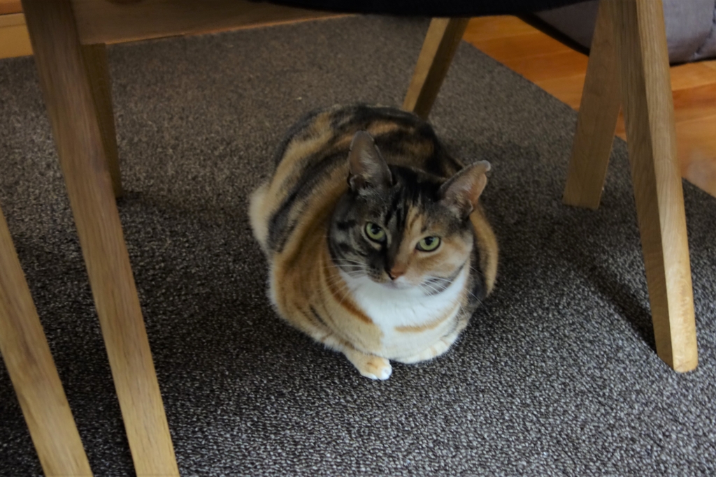 f:id:hiraryo0201:20160410182336j:plain f:id:hiraryo0201:20160410182336j:plain