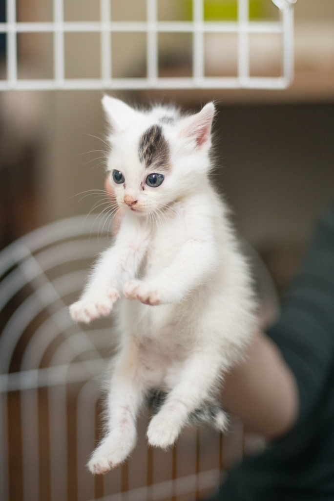 f:id:hiraryo0201:20160615091149j:plain f:id:hiraryo0201:20160615091149j:plain