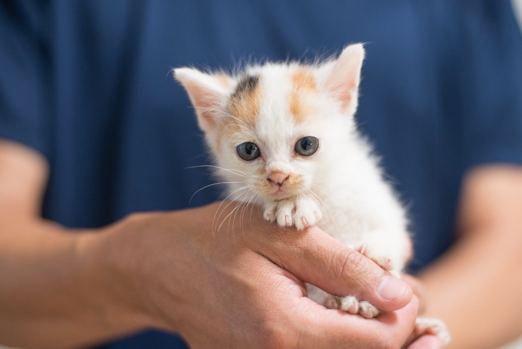 f:id:hiraryo0201:20160615091159j:plain f:id:hiraryo0201:20160615091159j:plain