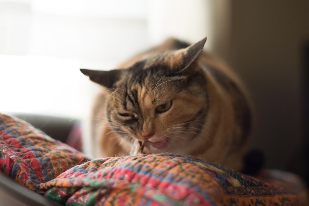 f:id:hiraryo0201:20160615093926j:plain f:id:hiraryo0201:20160615093926j:plain