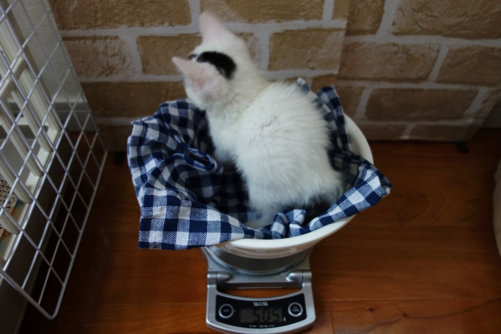 f:id:hiraryo0201:20160615095246j:plain f:id:hiraryo0201:20160615095246j:plain