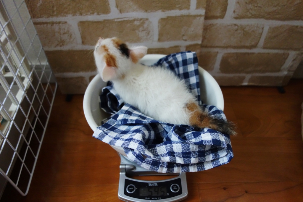 f:id:hiraryo0201:20160615095257j:plain f:id:hiraryo0201:20160615095257j:plain