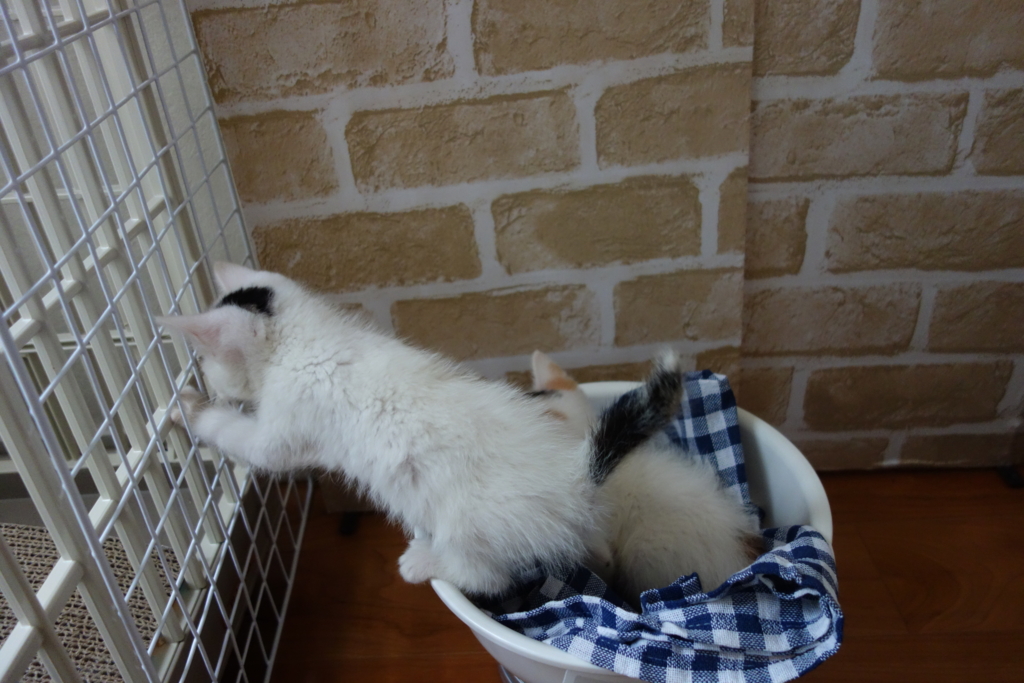 f:id:hiraryo0201:20160615095304j:plain f:id:hiraryo0201:20160615095304j:plain