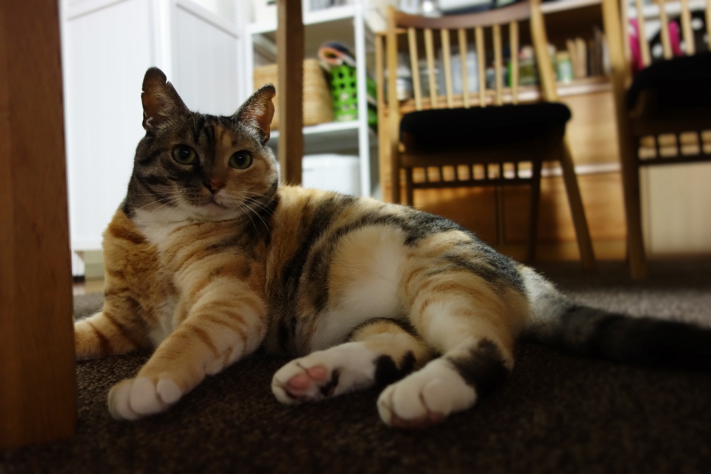 f:id:hiraryo0201:20160615101740j:plain f:id:hiraryo0201:20160615101740j:plain