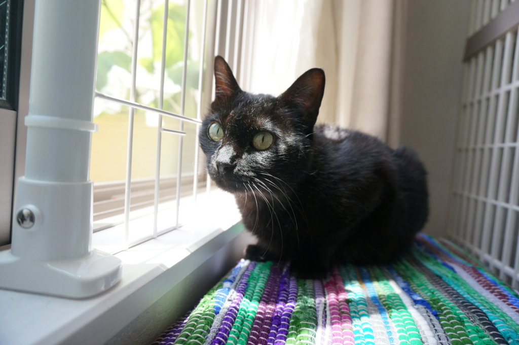 f:id:hiraryo0201:20160618131347j:plain