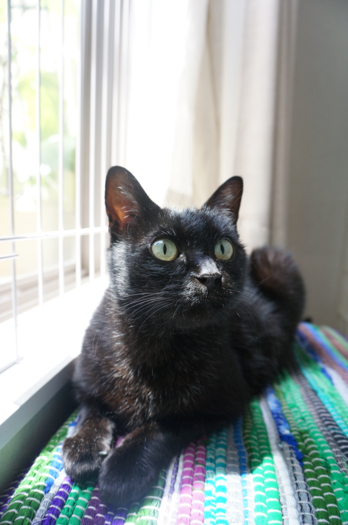 f:id:hiraryo0201:20160618131425j:plain