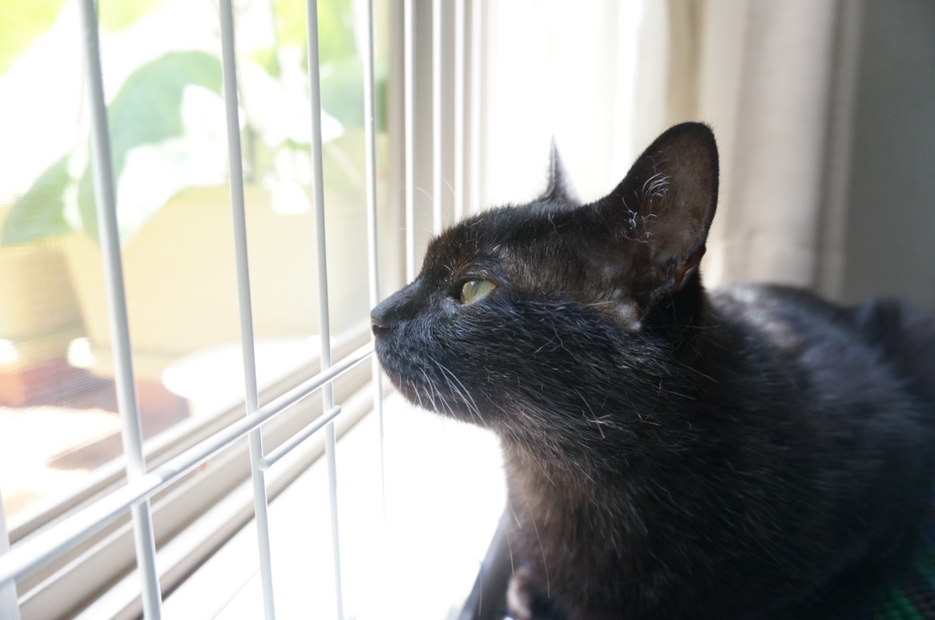 f:id:hiraryo0201:20160618131653j:plain