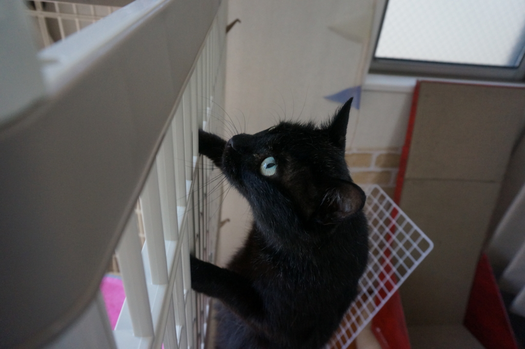 f:id:hiraryo0201:20160618131945j:plain