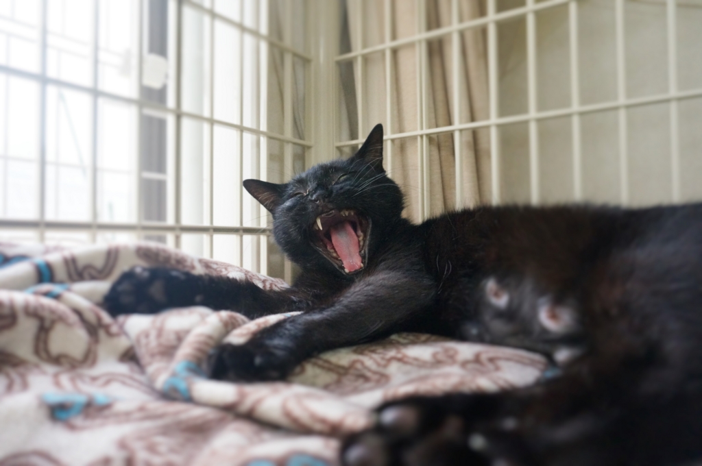 f:id:hiraryo0201:20160618132951j:plain