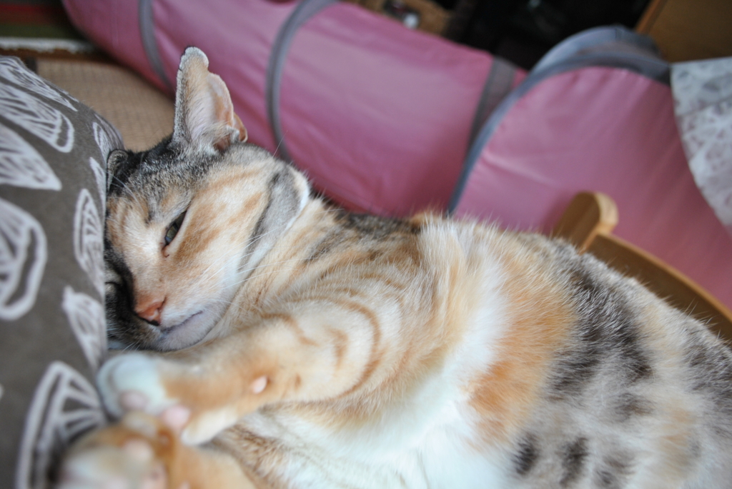 f:id:hiraryo0201:20160618133325j:plain